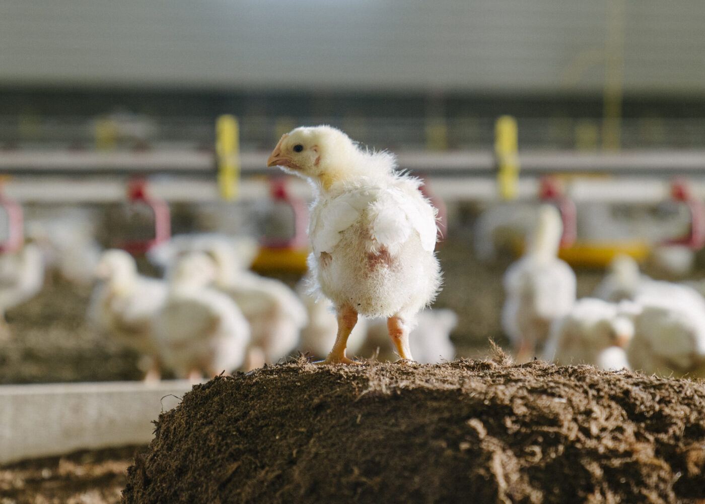 Slik jobber PRIOR med dyrevelferd