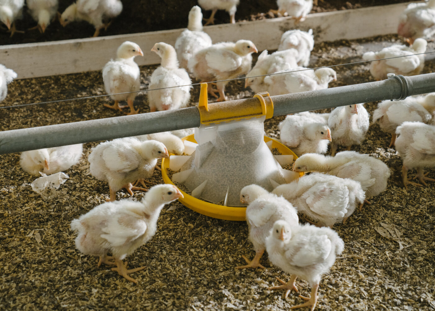 PRIOR norsk fôr gir kyllingen lavere klimaavtrykk