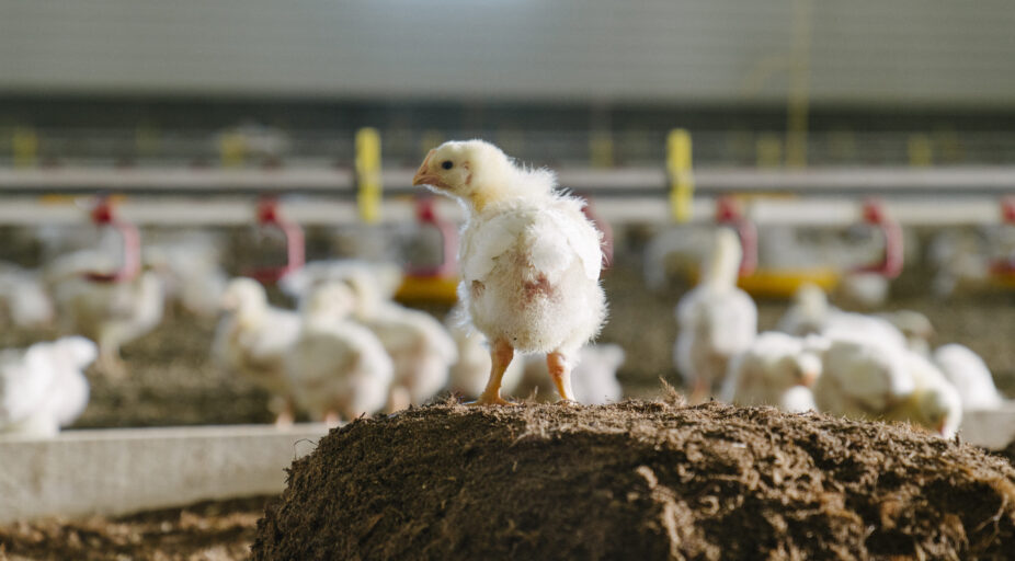 Slik jobber PRIOR med dyrevelferd