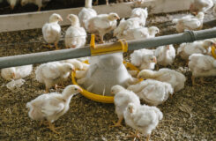 Trivselstiltak for kylling fra PRIOR