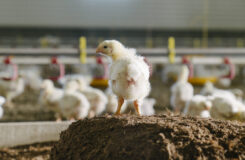 Slik jobber PRIOR med dyrevelferd