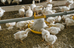 PRIOR norsk fôr gir kyllingen lavere klimaavtrykk