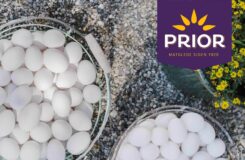 Holdbarhet Prior egg