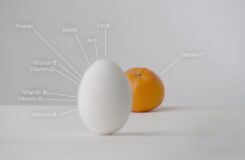 Egg inneholder alt utenom vitamin C